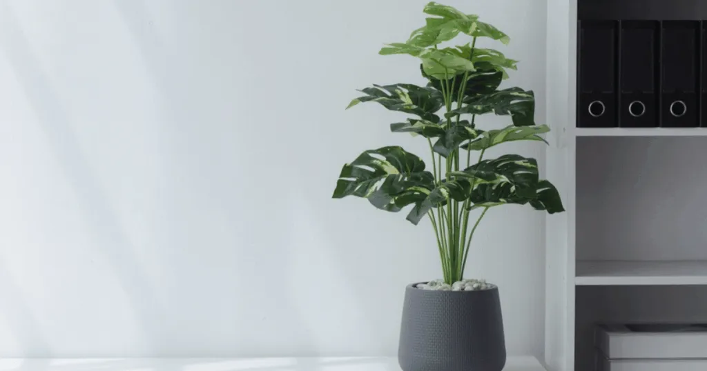 About OfficePlantsHub