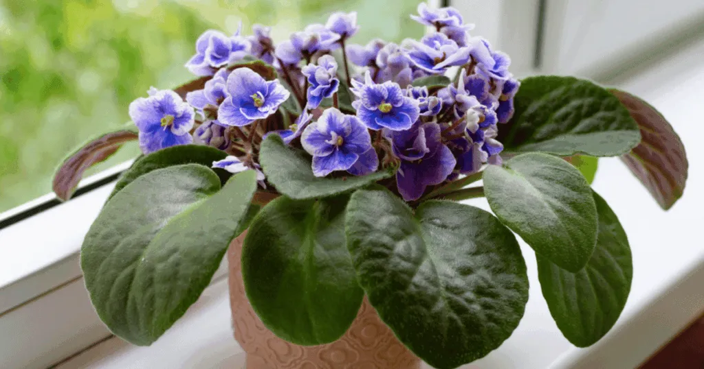 African Violet office plant