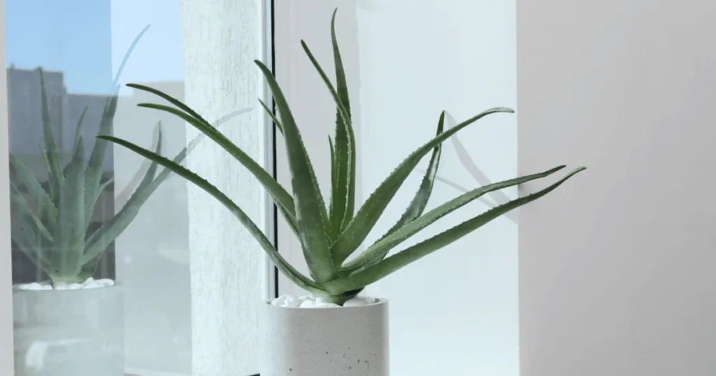 Aloe Vera