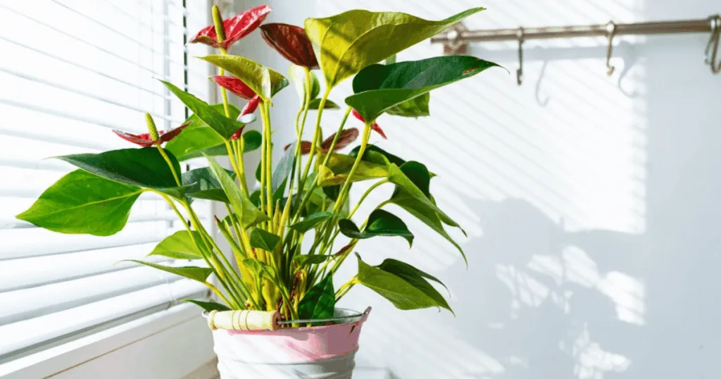 Anthurium Office Plant