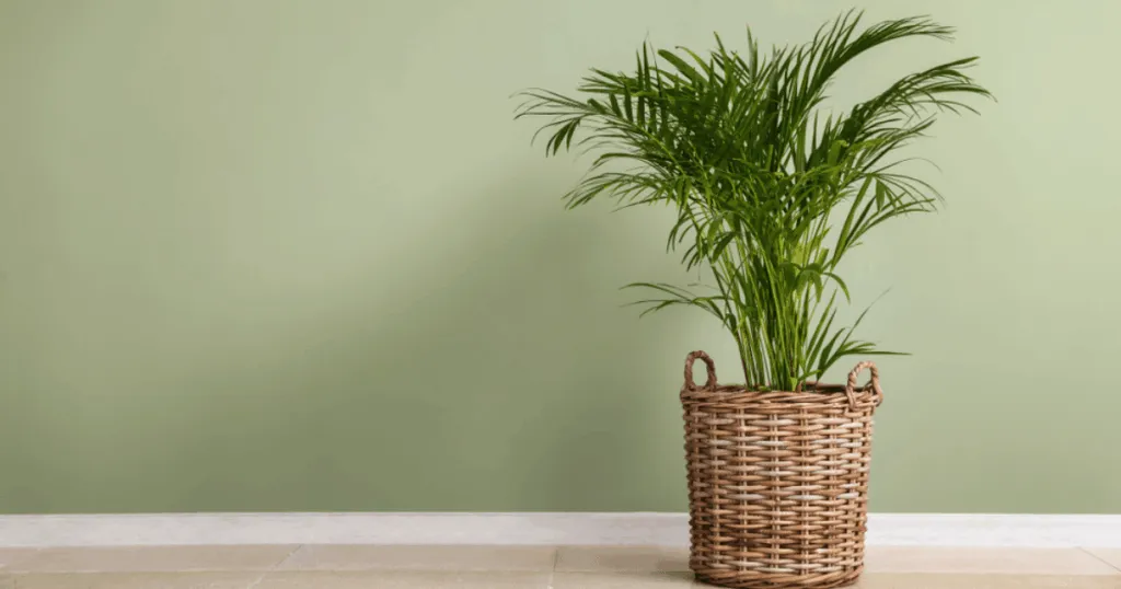 Areca Palm