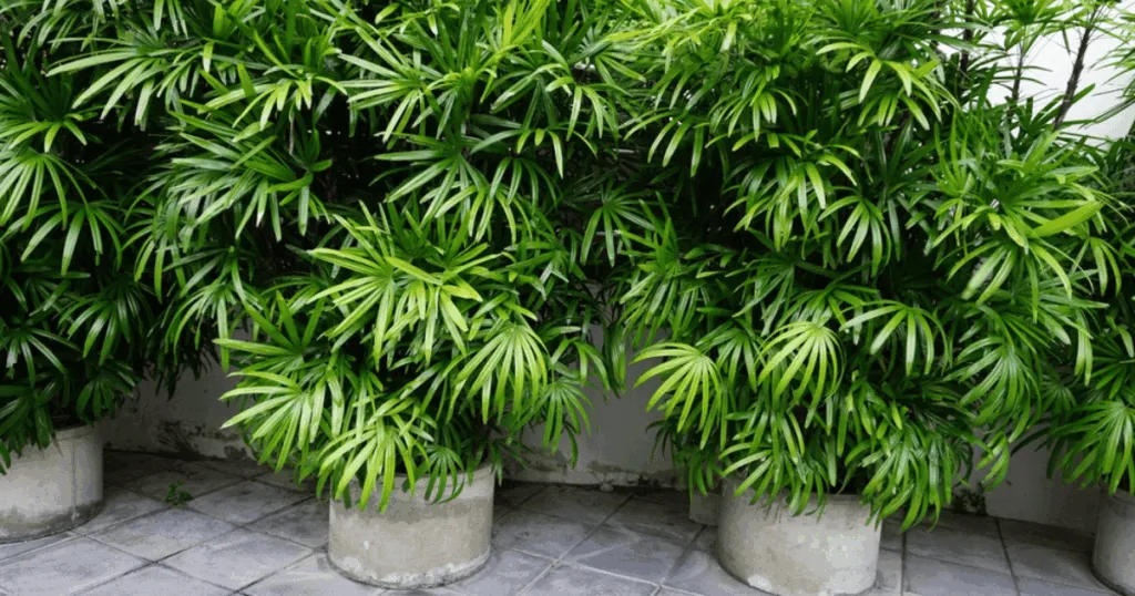 Bamboo Palm