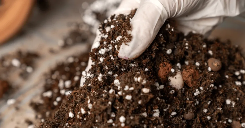 Best potting mix for office plants