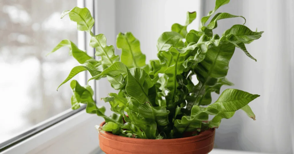 Bird's Nest Fern
