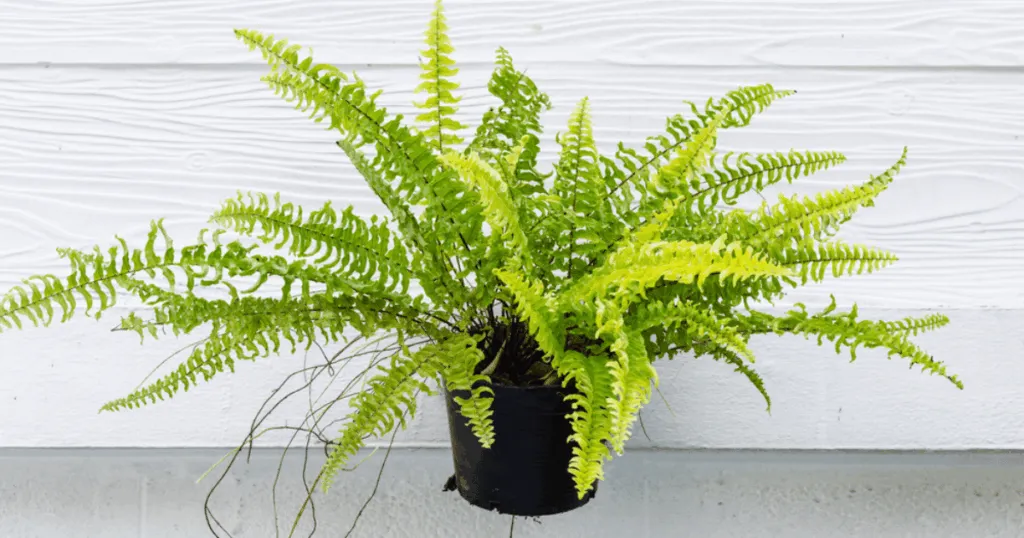 Boston Fern