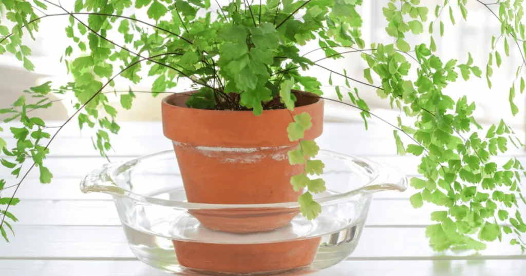 Bottom watering method explained
