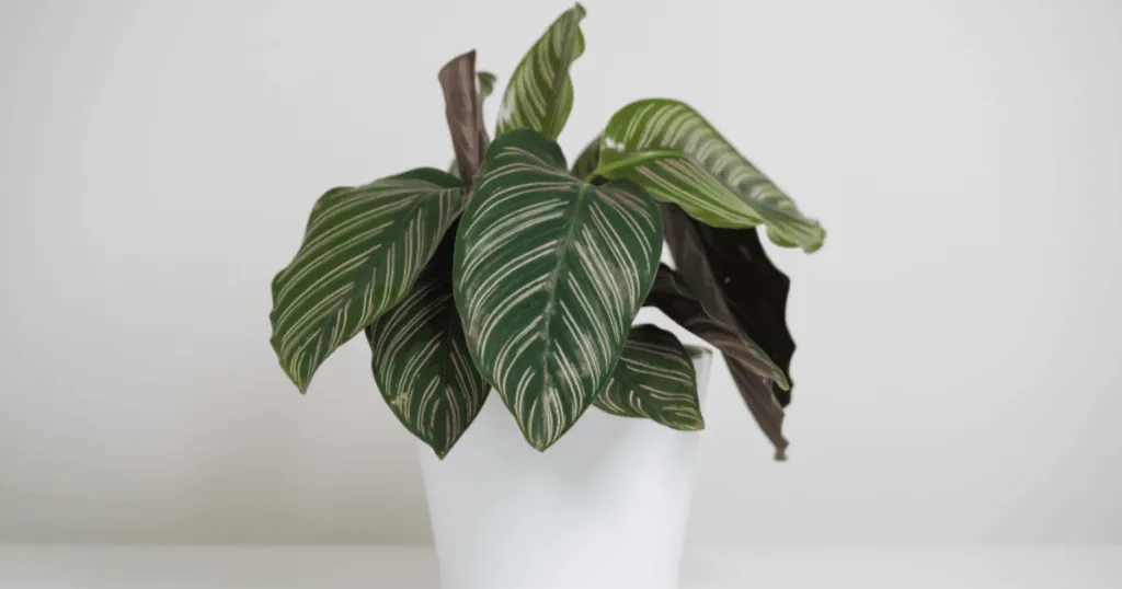 Calathea Office Plant