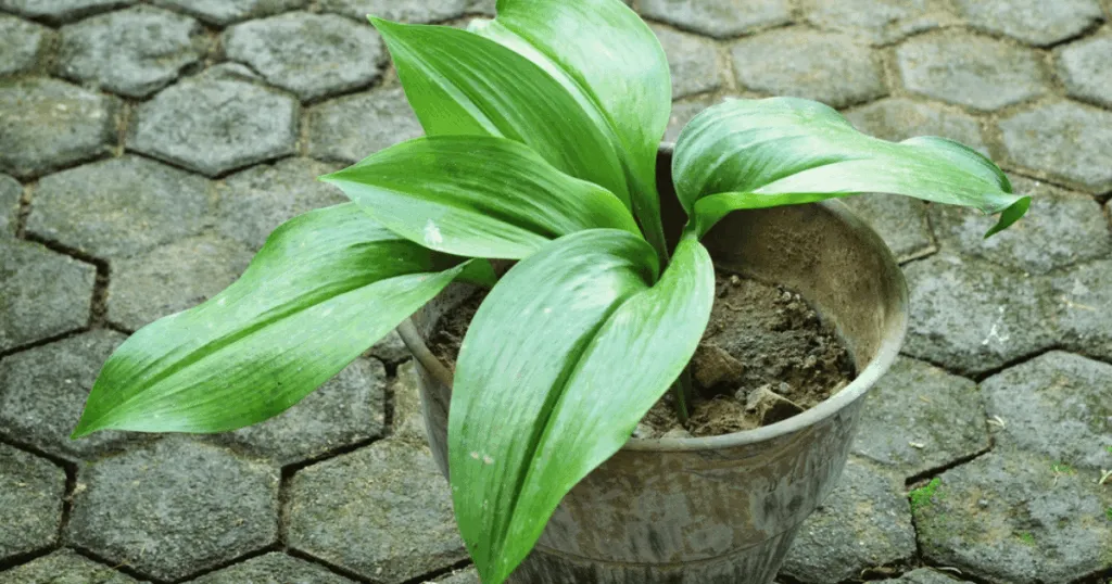 Cast Iron Plant