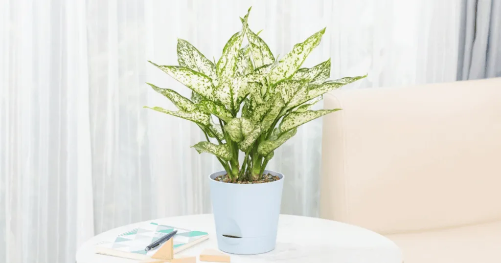 Chinese Evergreen (Aglaonema)