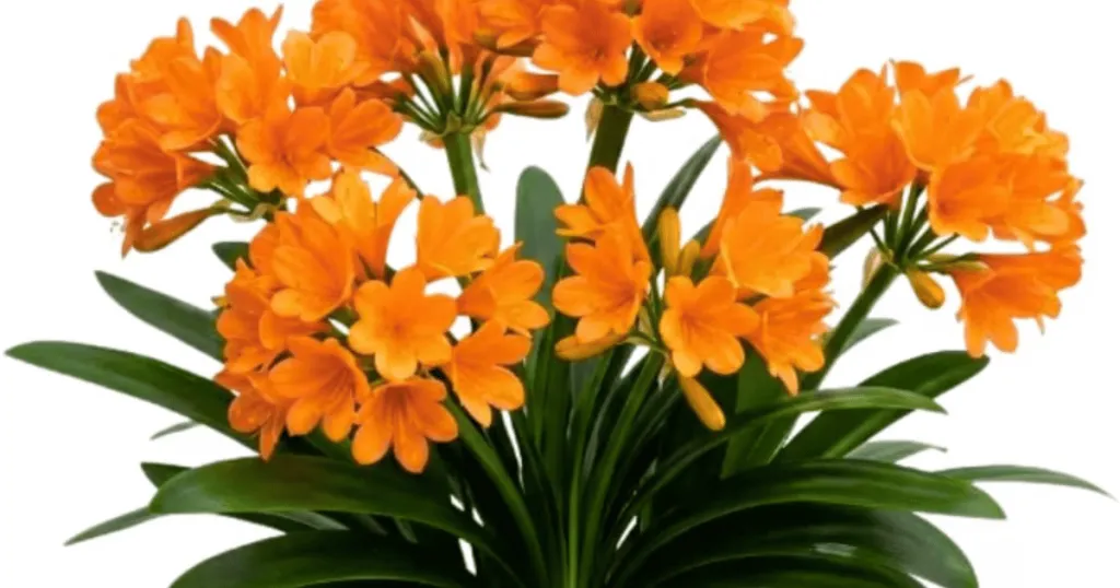 Clivia