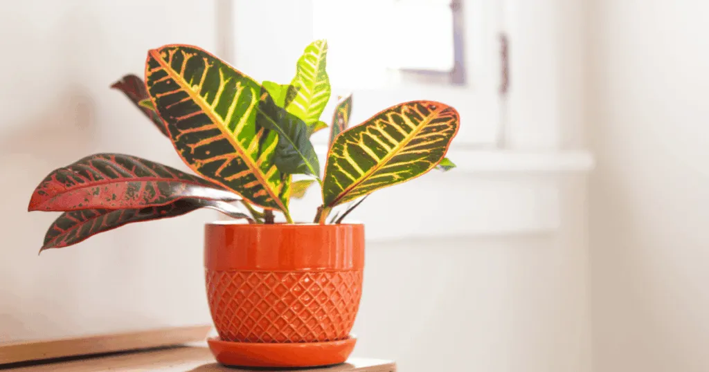 Croton Office Plant