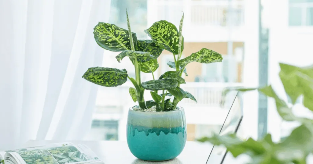 Dieffenbachia