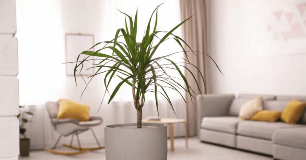 Dracaena