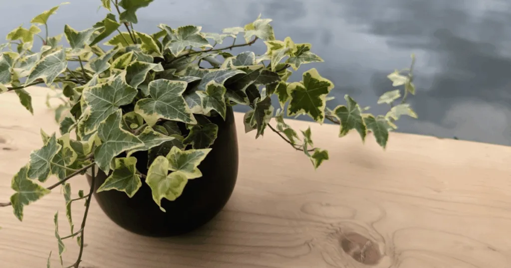 English Ivy