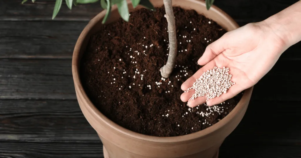 Fertilizing schedule by season
