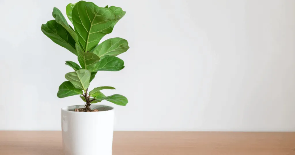 Fiddle Leaf Fig