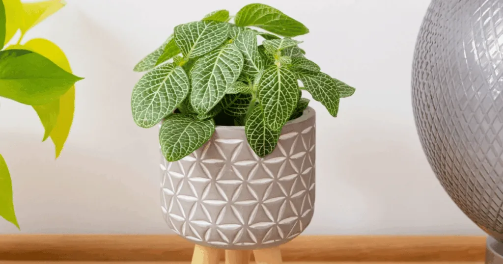 Fittonia Office Plant