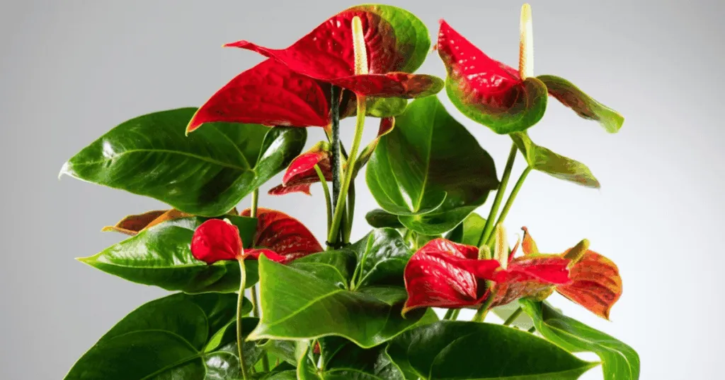 Flamingo Flower