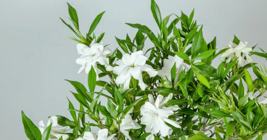 Gardenia