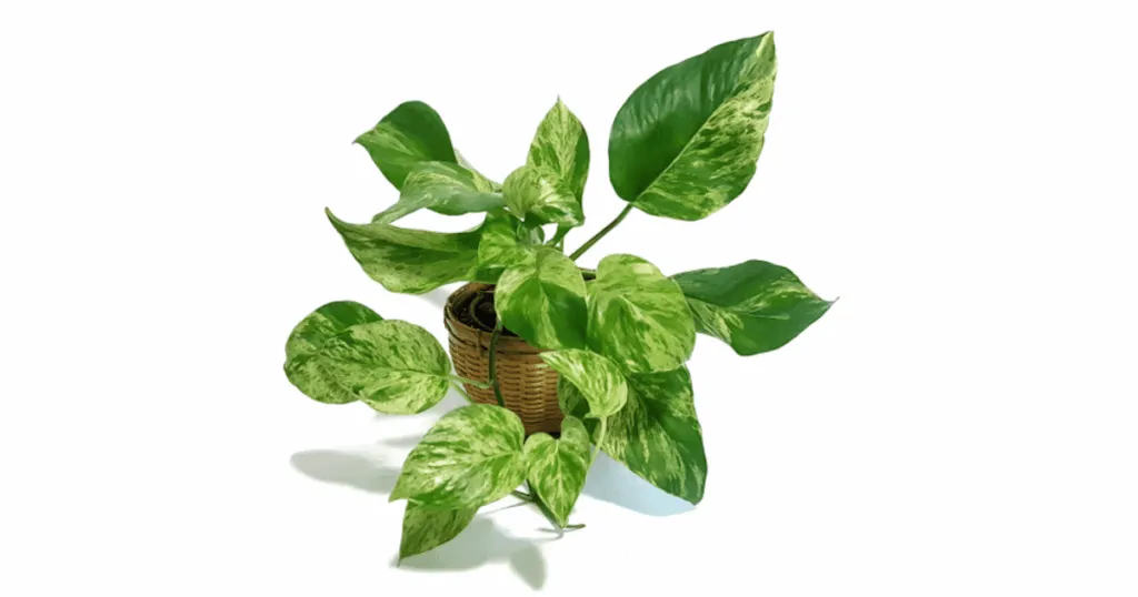 Golden Pothos