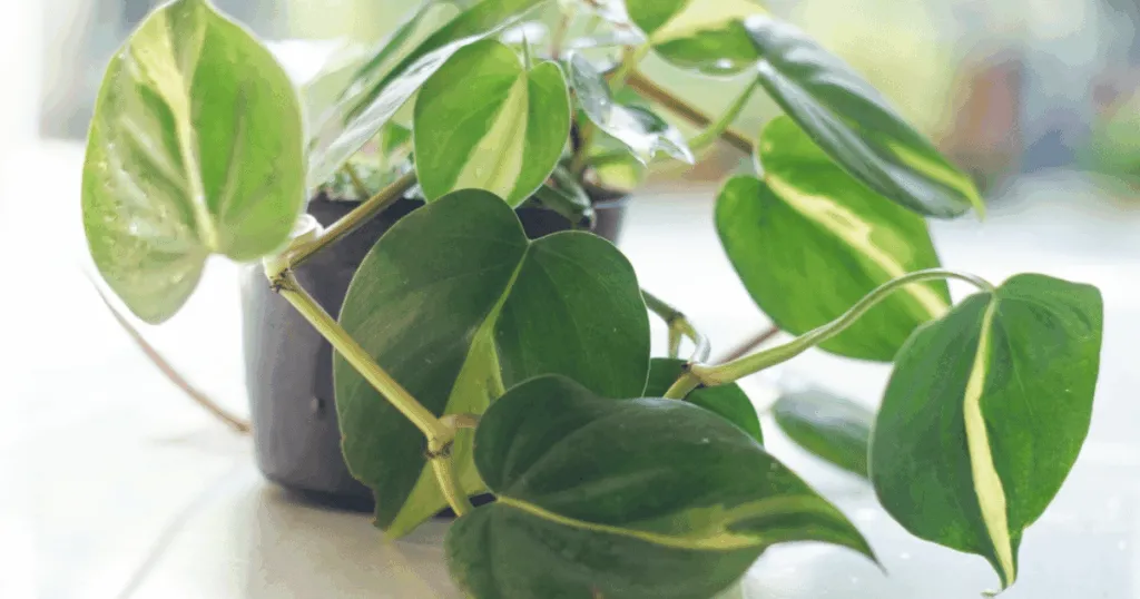 Heartleaf Philodendron