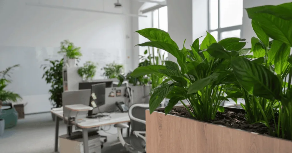 How Office Plants Grow