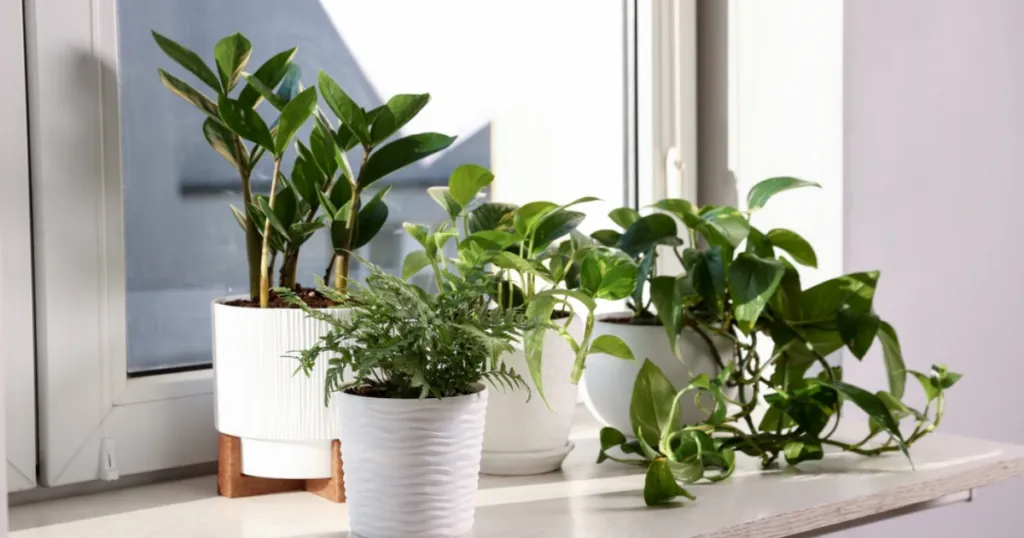 How Plant Classification Works?