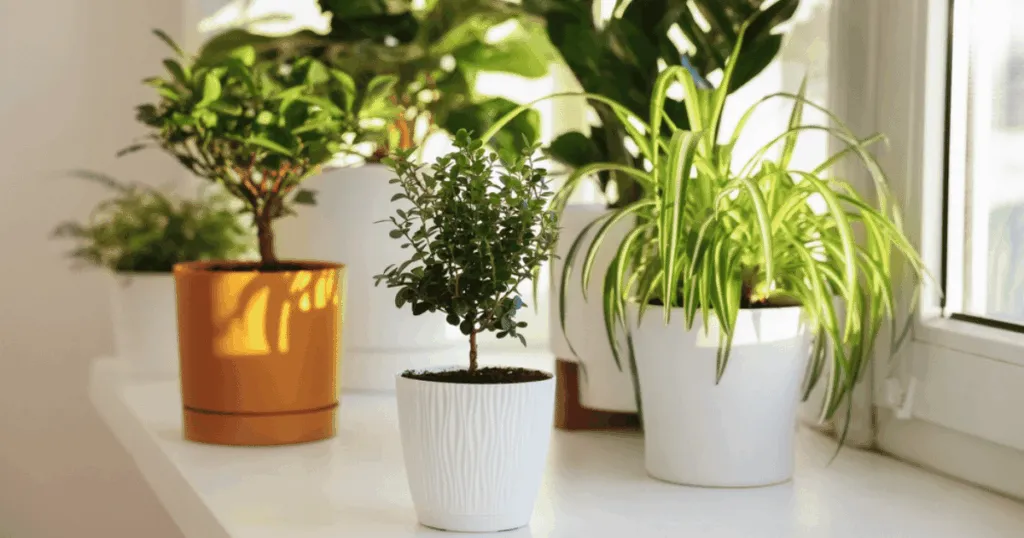 How to Read and Understand a Plant's Botanical Name?
