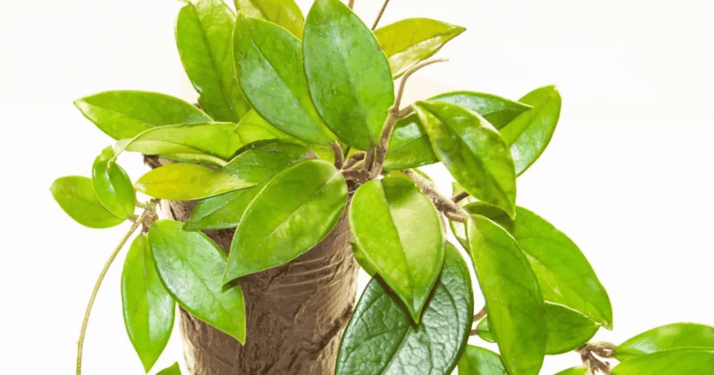 Hoya Office Plant