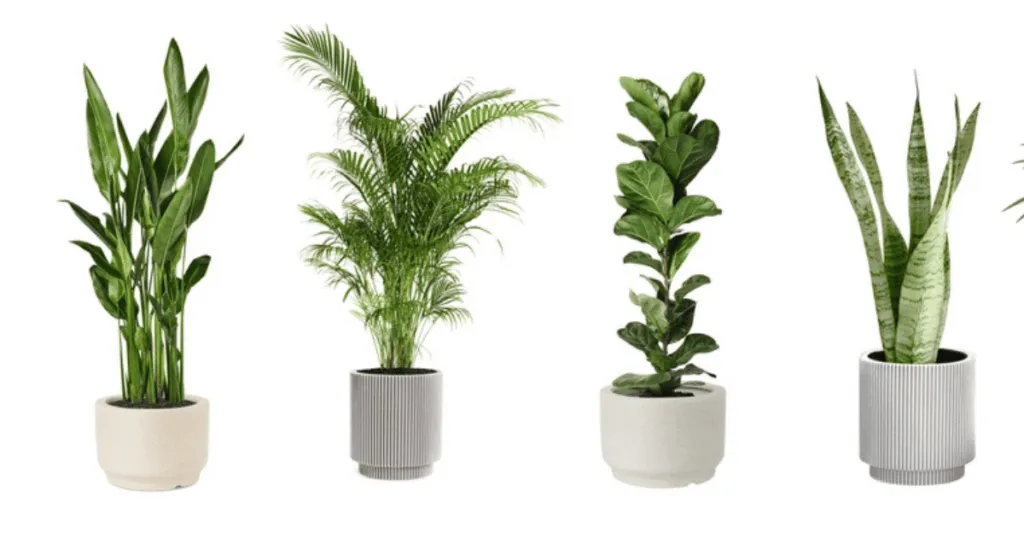 Indoor Plants vs Office Plants