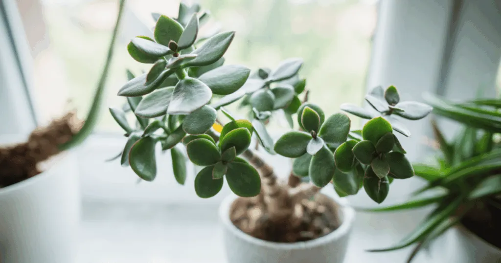 Jade Plant