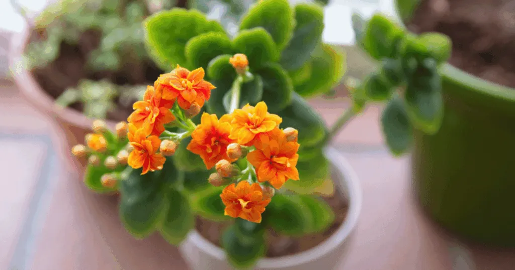 Kalanchoe Blossfeldiana