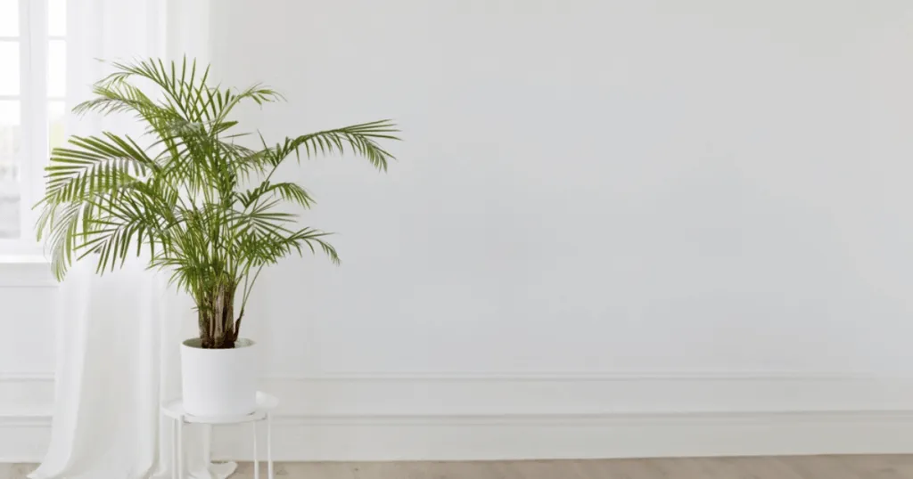 Kentia Palm