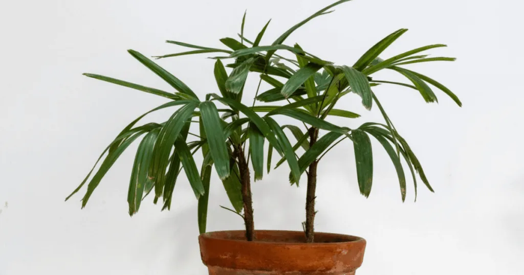 Lady Palm