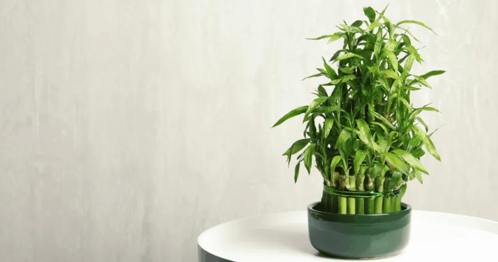 Lucky Bamboo