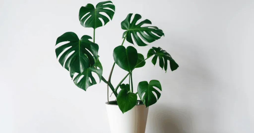 Monstera