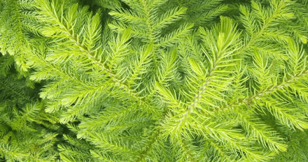 Norfolk Island Pine Office Plant