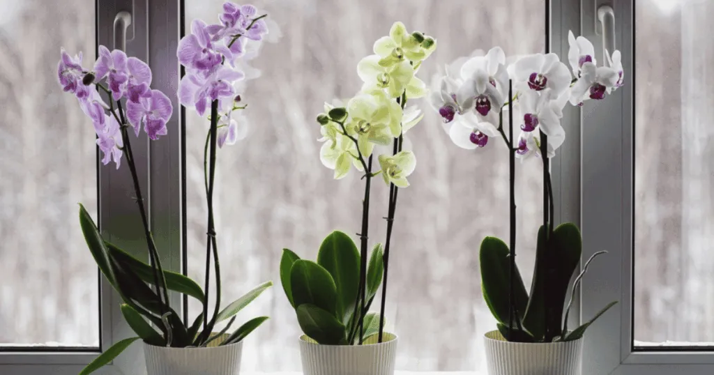 Orchid office plants