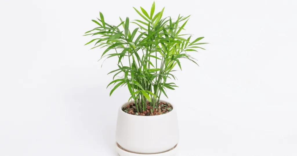 Parlor Palm