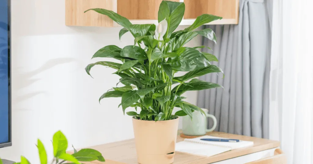 Peace Lily