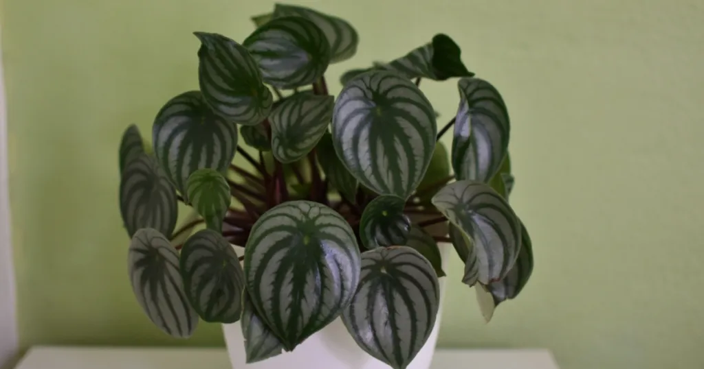 Peperomia