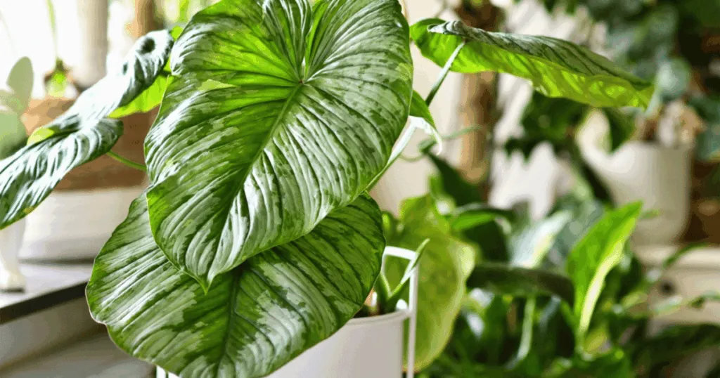 Philodendron