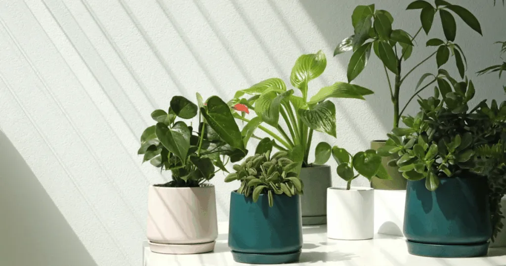 Plant Anatomy 101