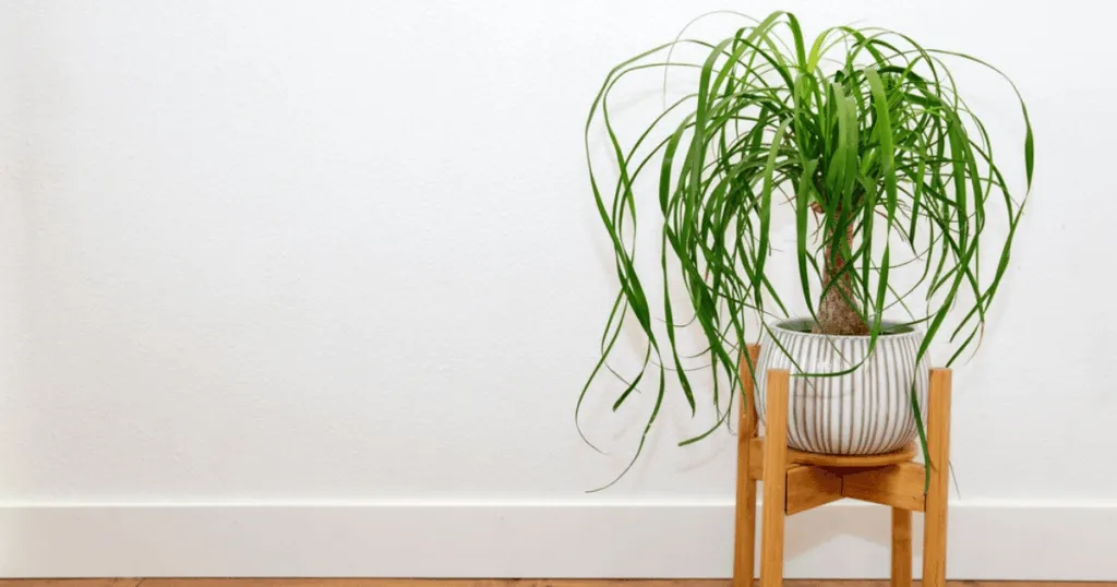 Ponytail Palm Office Plant