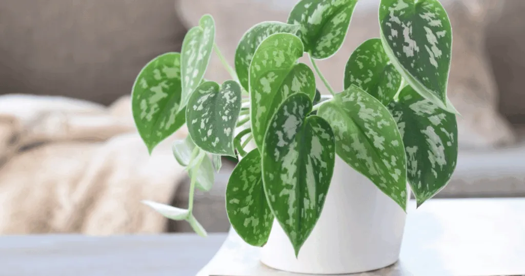 Pothos