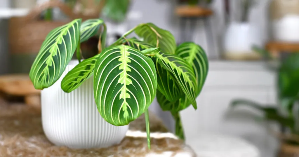 Prayer Plant