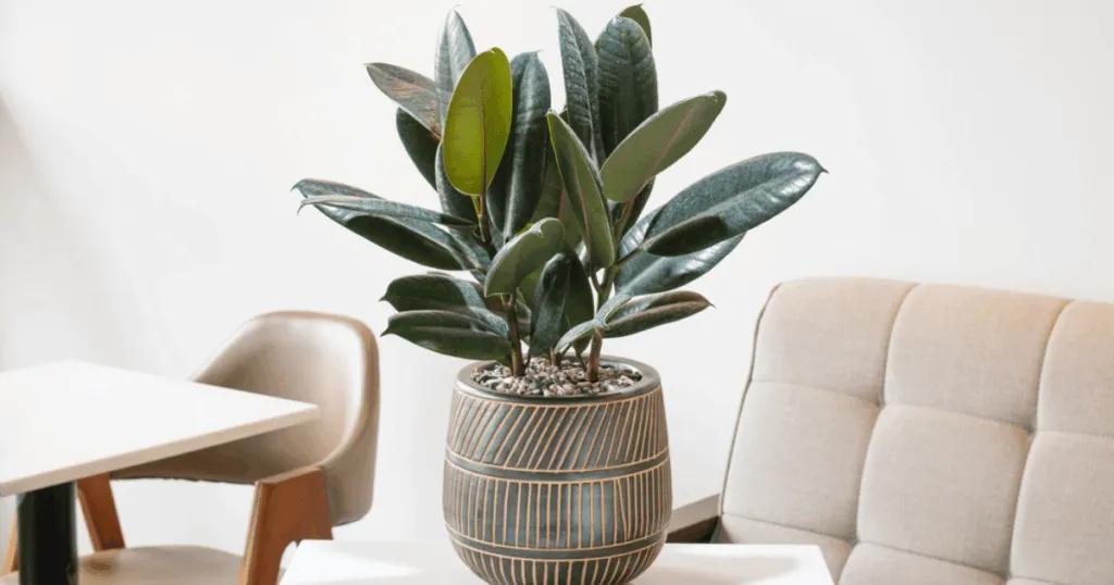Rubber Plant