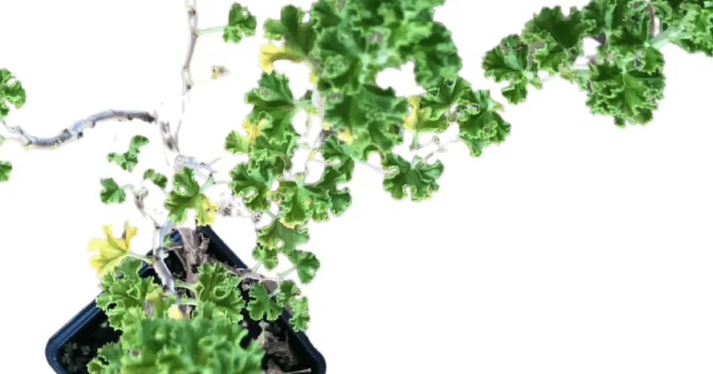 Scented Geranium