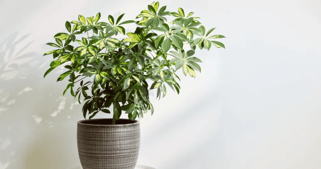Schefflera Office Plant