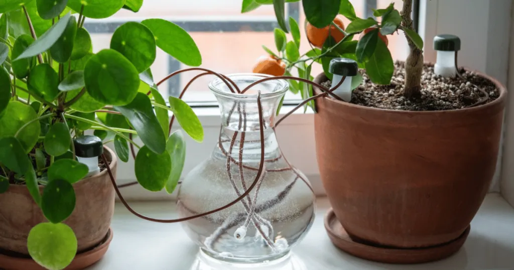Self-watering pots